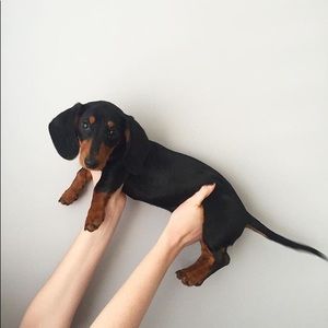 Meet your Posher, Adonis